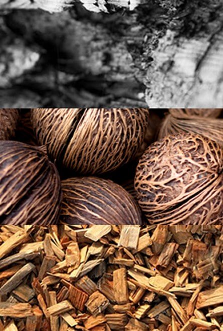 What’s the difference? Wood, Coconut, or Charcoal based filtration?